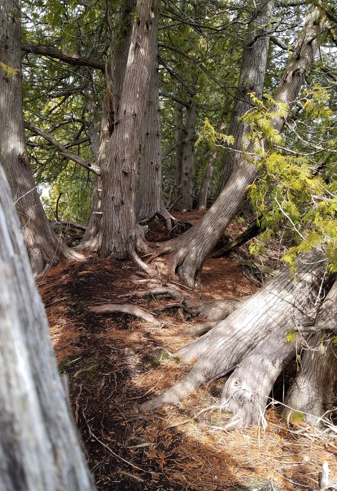 ODEN_ISLAND_NATURE_PRESERVE_01