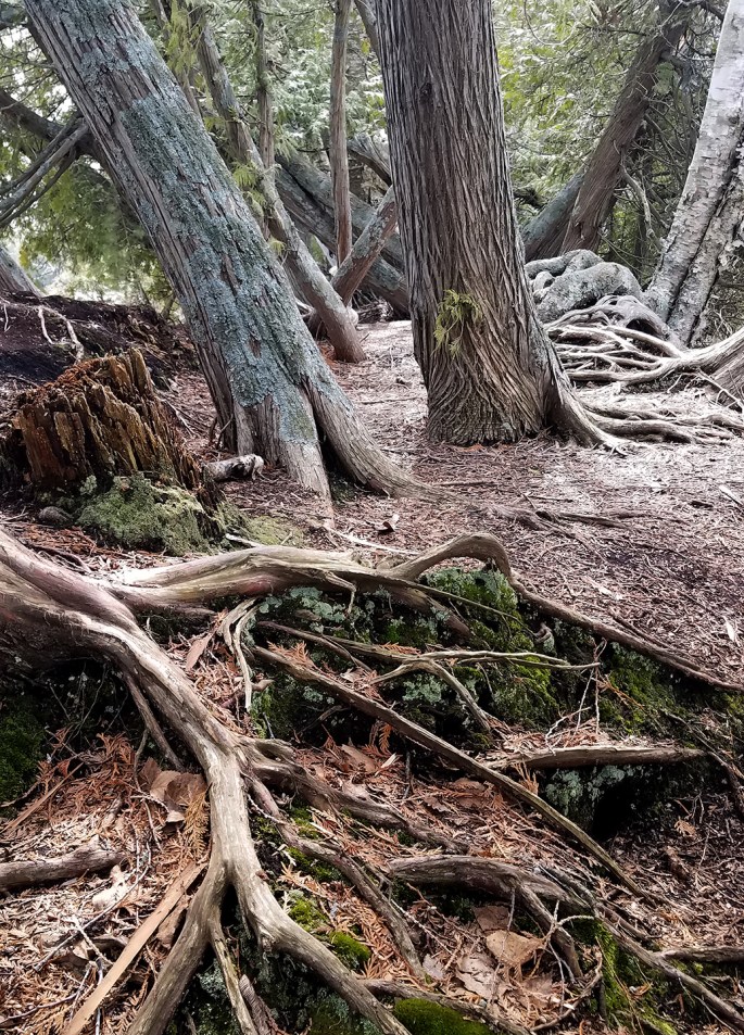 ODEN_ISLAND_NATURE_PRESERVE_02