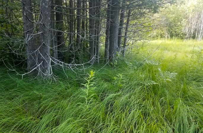 ODEN_STATE_HATCHERY_02